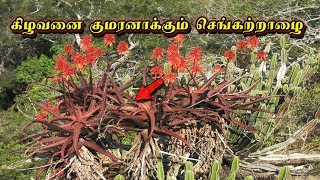 செங்கற்றாழை பயன்கள்  | Red Aloe Vera Benefits In Tamil | Siththarkal Ulagam