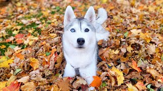 🔴 Come Play in the Leaves with my Husky! (LIVE)