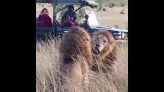 Two lions partners fighting for a lioness #lion #short