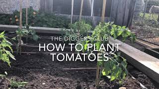 How to plant tomatoes