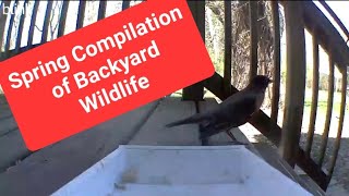 5 minutes of backyard wildlife