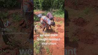 Planting biomass for our dragonfruits in our zero irrigation foodforest