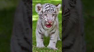 "Tiger: The Enigmatic Apex Predator" 🐅 #youtubeshorts #animals