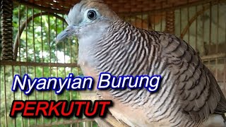 Nyanyian Perkutut di Pagi Hari