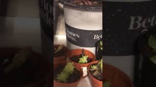 Succulent Propagation Day 17