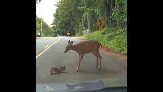 Mamãe veado ajuda seu filhote no meio da estrada