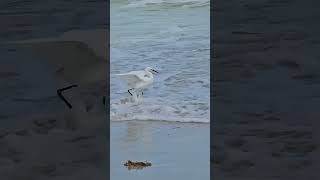 Snowy white Egret hunting or fighting the waves #seaside #birdlovers #natureinspired