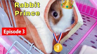 🐰【Top1🥇】BEAUTIFUL Lionhead Rabbit on YouTube! Biting Bunny House and Drives Owner Crazy