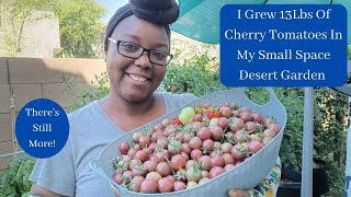 I Grew 13Lbs Of Cherry Tomatoes In My Small Space Desert Garden - There's Still More