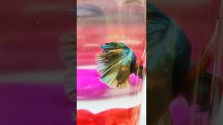 Beautiful betta fish ❤️❤️❤️