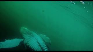 Whale Song & Whale Sounds - Giant Humpback Elegantly Swims Making Clicking Sounds