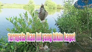 Wajib Kita Coba Mancing Menggunakan Umpan Ini Lihat Hasilnya