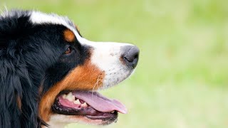 Bernese Mountain Dog Breed Standard