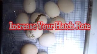 5 egg incubating TIPS for a more successful hatch rate!