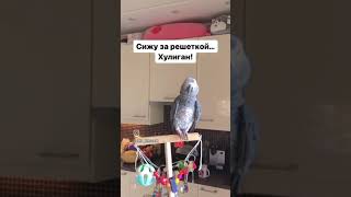 Очень талантливый жако😍 #shorts #жако #funny #parrot #birds #pets #animals #memes #попугай #cute