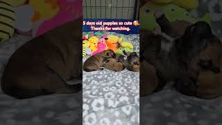 5 days old puppies. Sleeping tight so cute. 16/11 Thanks for watching.