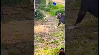 Dog vs Snack #shorts #dog #snake