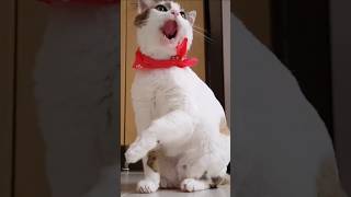 Shila ki javani cat lovers video #facts #cat #theamazingfactscience #funny #amazing #catworld #cat