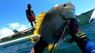 Panah Ikan Spot dangkal Sarang Ikan Maori || spearfishing indonesia