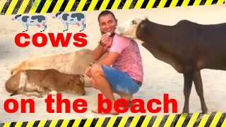 Brown cattle video, brown cow eat from my hand, cows and beach