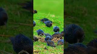 Beautiful European Starling Bird Feeding #shorts #nature #bird #birdslover #relaxation #stressrelief