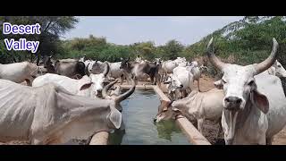 Tharparkar Cow Drinking Water || Cow Calf Drinking Water at Water Pond