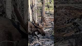 Incredible bull moose 20 yds. in Utah