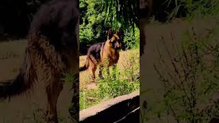 German shepherd dog guarding skills #viral #trending #music #youtubeshorts