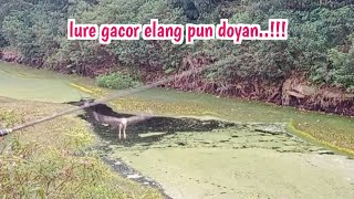 KALAU GAK DIREKAM GAK AKAN PERCAYA..!!! UMPAN TOMAN SELENCER DIHAJAR BURUNG ELANG // CASTING TOMAN