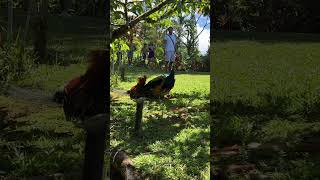 Rooster vs peacock #worldstar #maincard #maui #hawaii