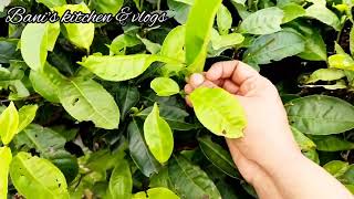 Dooars er Chel nodir utpotti sthal e jaoar pothe (part 2)#viral video #Dooars #Tea garden.