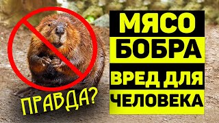 Можно ли есть мясо бобра? НЕПОПРАВИМЫЙ ВРЕД здоровью человека!?