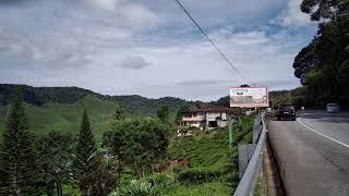 Wild Yellow Berries near Tea Plantation Cameron Highlands . Discover Malaysia Nature HD .