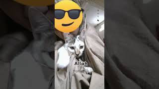 Lebaran sebentar lagi #shorts #kucing #kotaro #kitten #cat #videokucingterlucu #lebaran