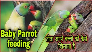 Baby Parrot feeding