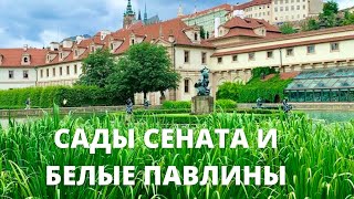 СЕНАТСКИЕ САДЫ. БЕЛЫЕ ПАВЛИНЫ В ПРАГЕ. ЛУЧШИЕ МЕСТА В ПРАГЕ БЕЗ ТУРИСТОВ.