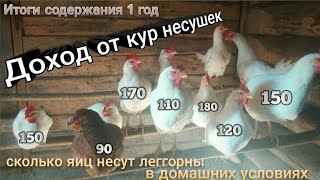 Доход от кур несушек, итоги года содержания кур несушек породы леггорн и род-айленд