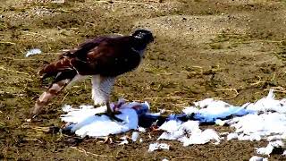 Eurasian Goshawk Feasts on Heron 🦅🦢😮