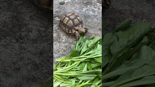 Video sulcata toeroise part 255 #shorts