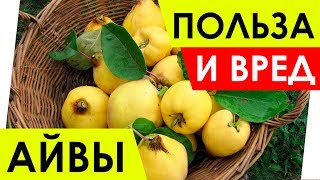 Айва - Польза и вред. Полезные свойства айвы. Чем полезен?