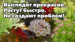 Декоративные кустарники.  Очень яркие и неприхотливые