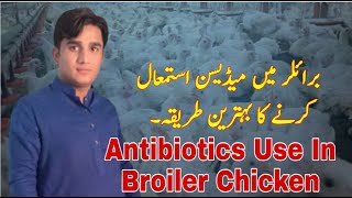 How To Use Antibiotics In Broiler Chicken | PPS Poultry