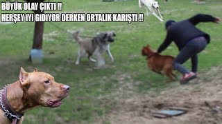 BÜYÜK OLAY ÇIKTI !! ( Pitbull ile Birbirlerine Girdiler ) Bir Anda Mevzu Patladı !! Kavga çıktı