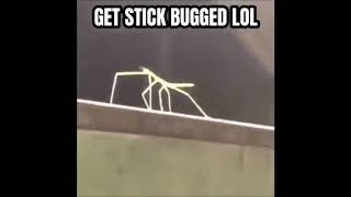 Get stick bugged