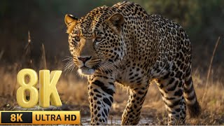 WILDLIFE 8K ULTRA HD 120FPS | Powerful Cinematic Background Music