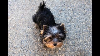 Yorkshire Terrier AKC Male Tiny Puppy