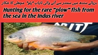 A predator of Sindh's rare "plow" fish coming from the sea to the Indus river/ سندھ نایاب پلو مچھلی