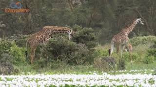 LAKE NAIVASHA WITH BOAT RIDE