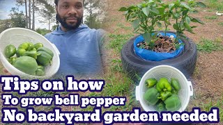 Tips on how to grow bell pepper no need for  Backyard garden