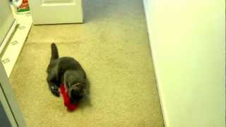 Cat Attacks Feather Duster